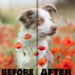 Pixels Presets Mobile Version | Dog Preset Pack pixelpawsitive & lexi.wolf.soul