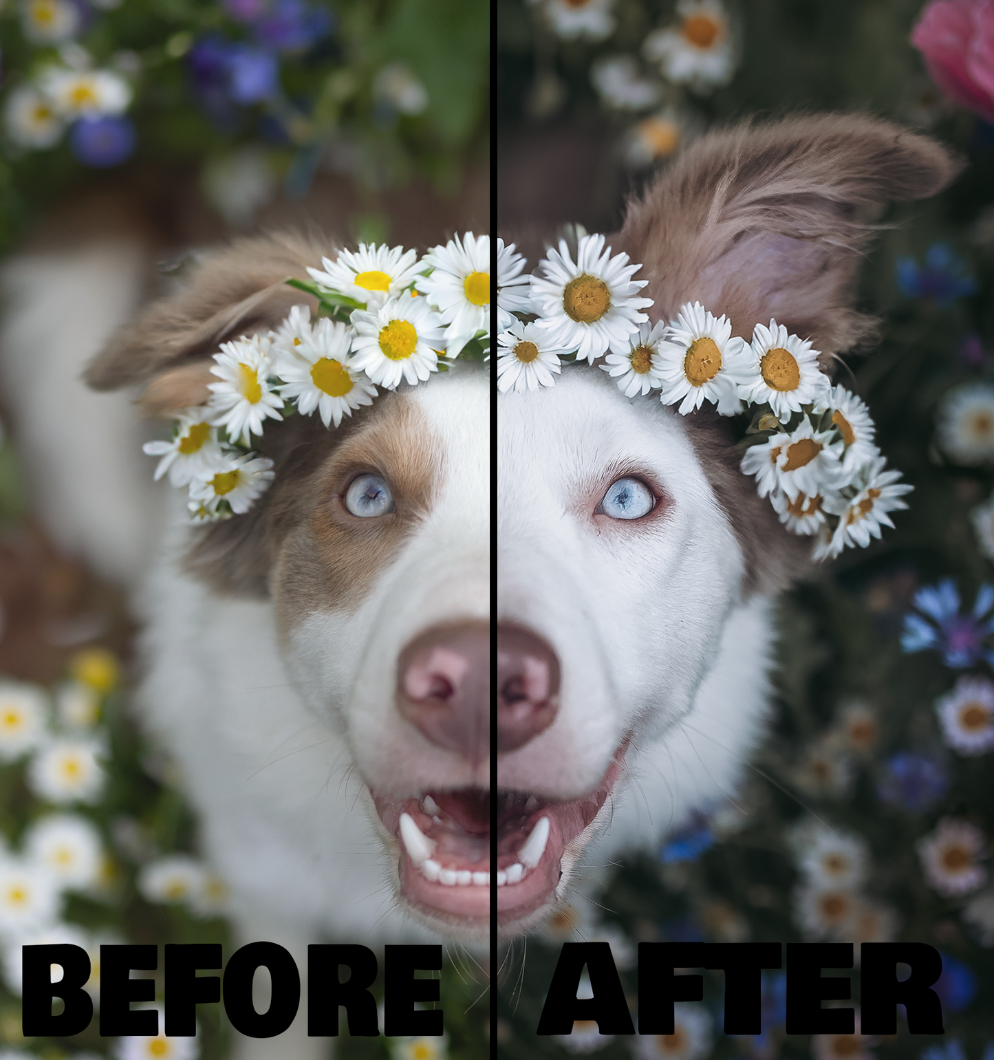 Pixels Presets Mobile Version | Dog Preset Pack pixelpawsitive & lexi.wolf.soul