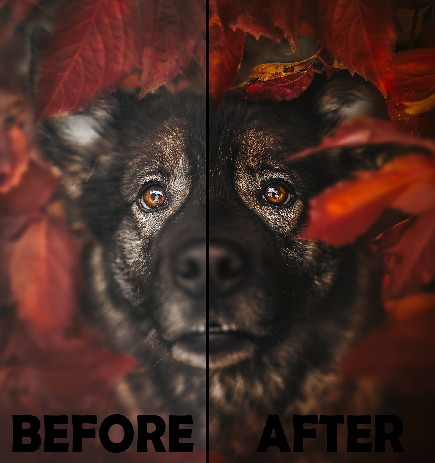 Cozy Fall Presets Desktop Version | Dog Preset Pack lexi.wolf.soul