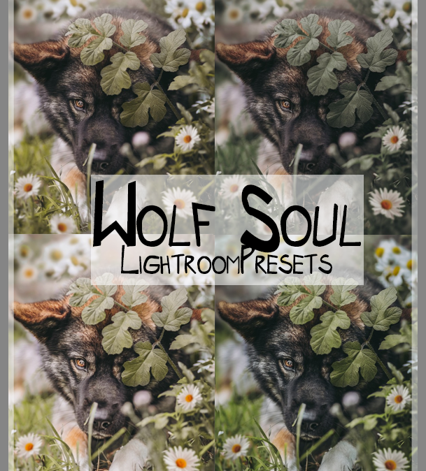 Wolfsoul Presets Desktop Version | Dog Preset Pack lexi.wolf.soul