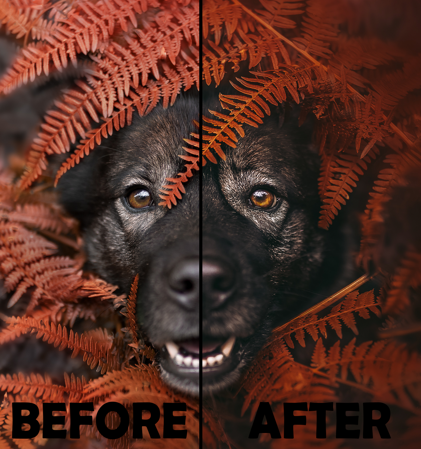 Cozy Fall Presets Desktop Version | Dog Preset Pack lexi.wolf.soul