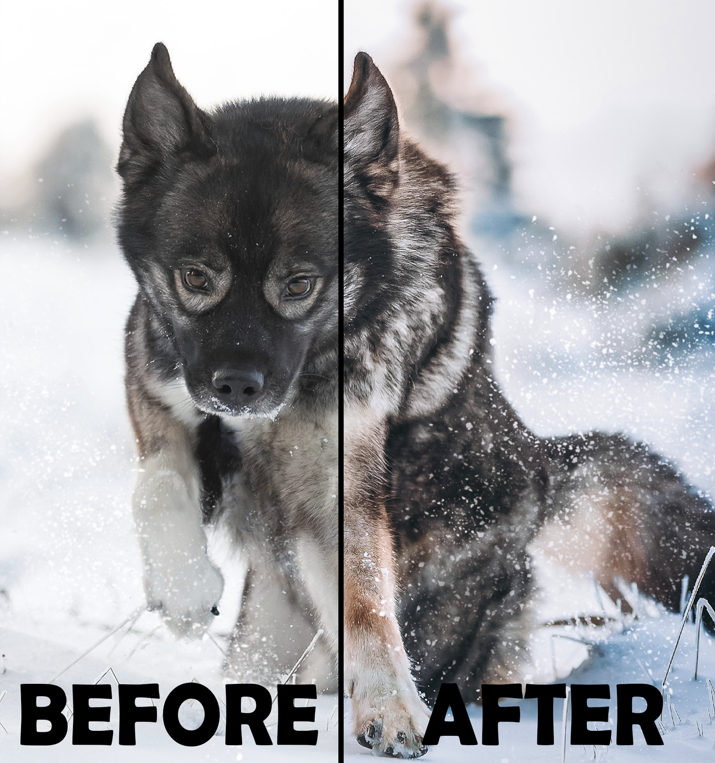 Cold Winter Presets Desktop Version | Dog Preset Pack lexi.wolf.soul