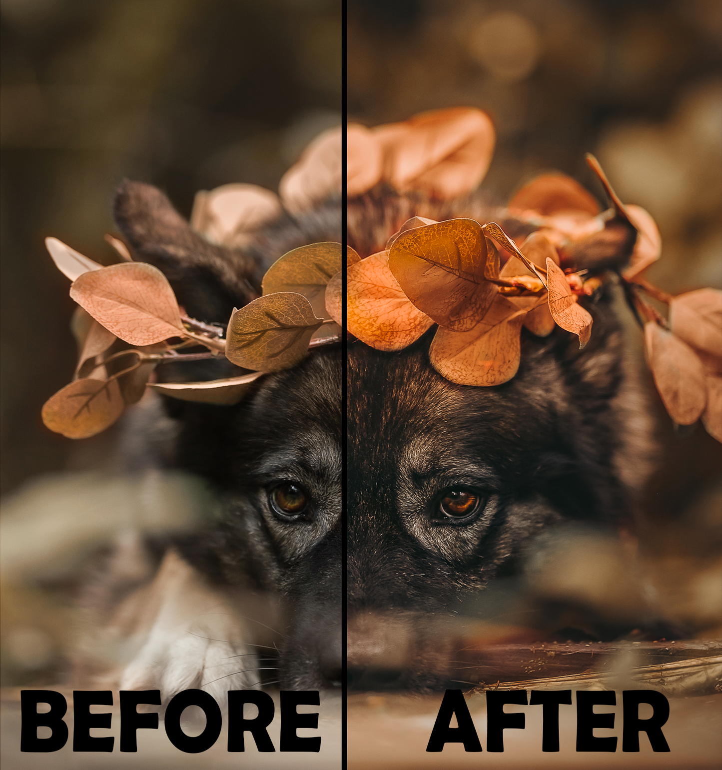 Cozy Fall Presets Desktop Version | Dog Preset Pack lexi.wolf.soul