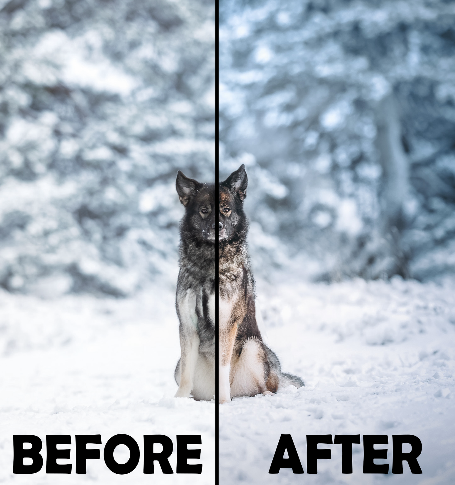 Cold Winter Presets Desktop Version | Dog Preset Pack lexi.wolf.soul