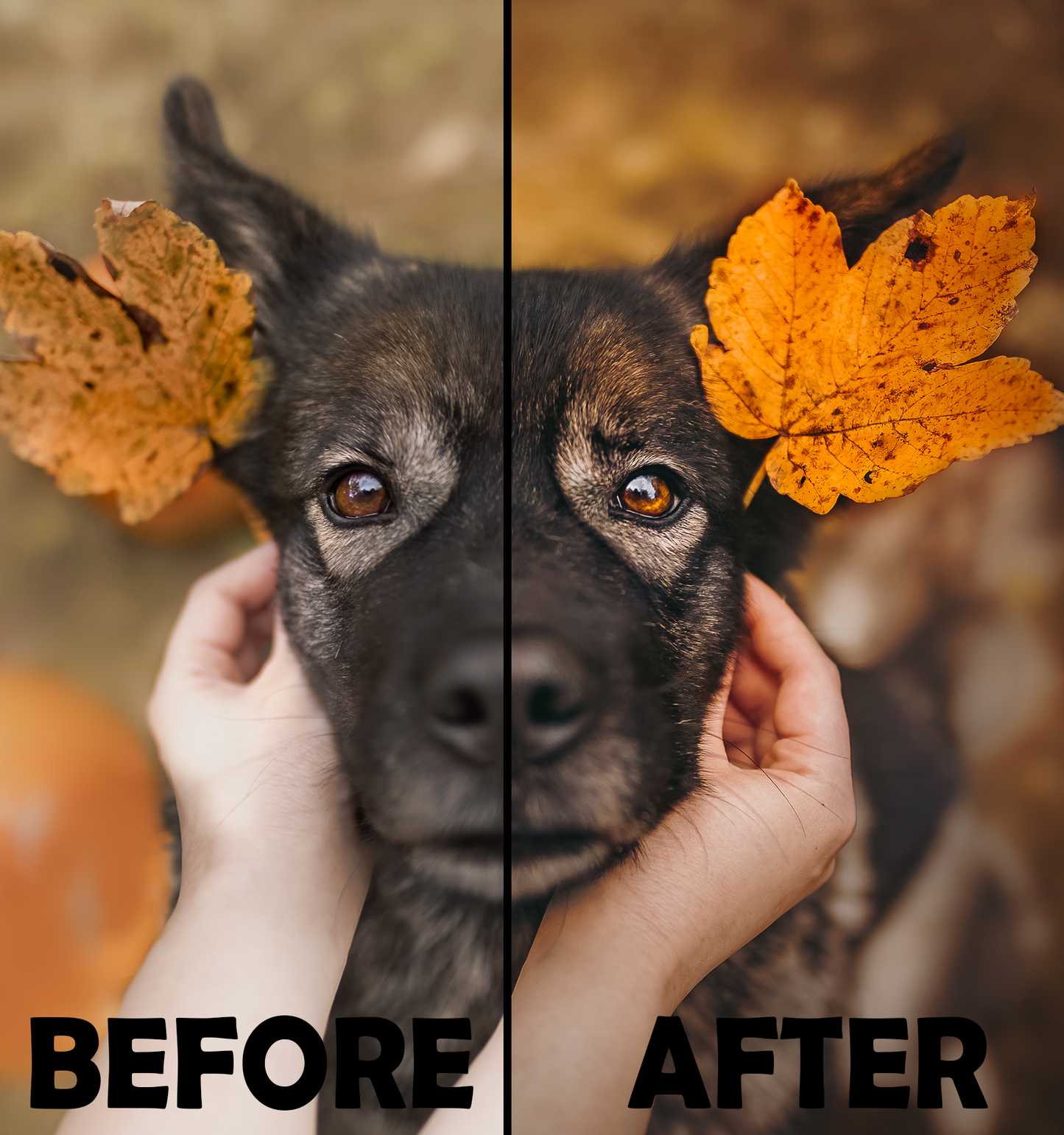 Cozy Fall Presets Desktop Version | Dog Preset Pack lexi.wolf.soul